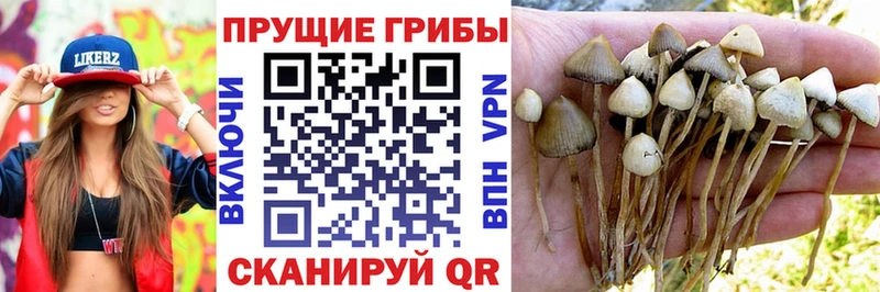 mega рабочий сайт  купить   Псков  Галлюциногенные грибы Psilocybe 